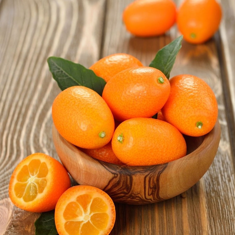 Israel Kumquat Orange - Fruit Plant