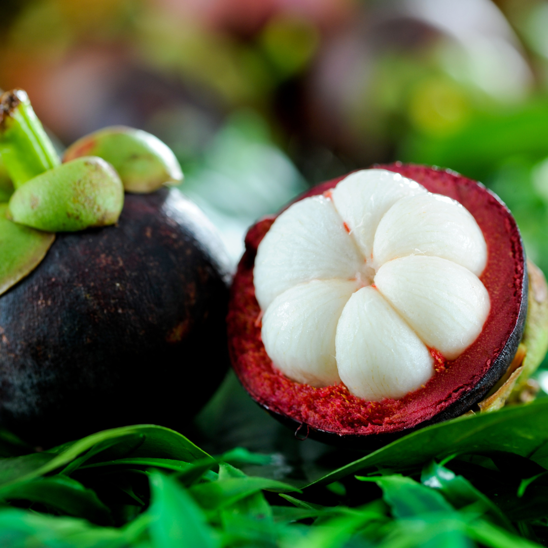 Mangosteen - Purple - Hybrid Fruit Plant