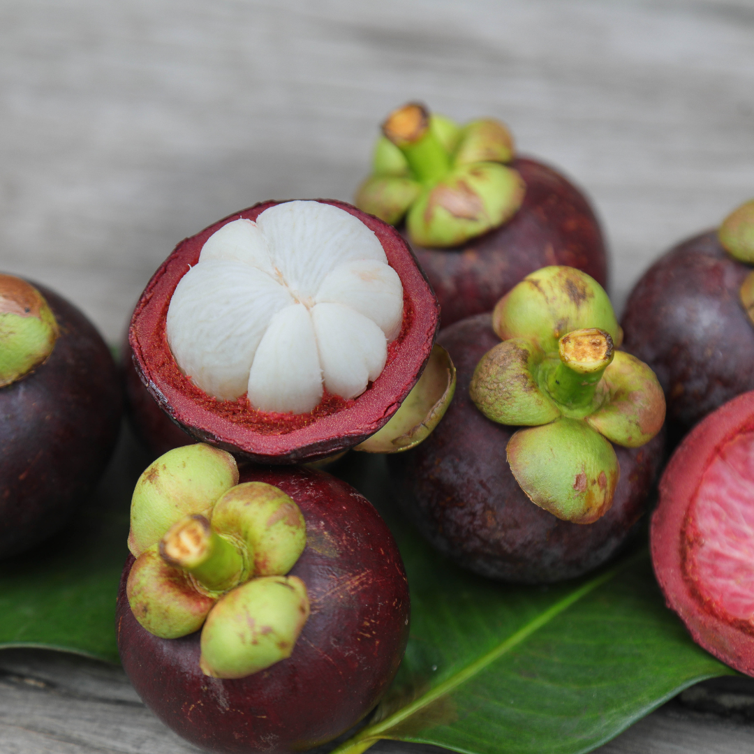 Mangosteen - Purple - Hybrid Fruit Plant