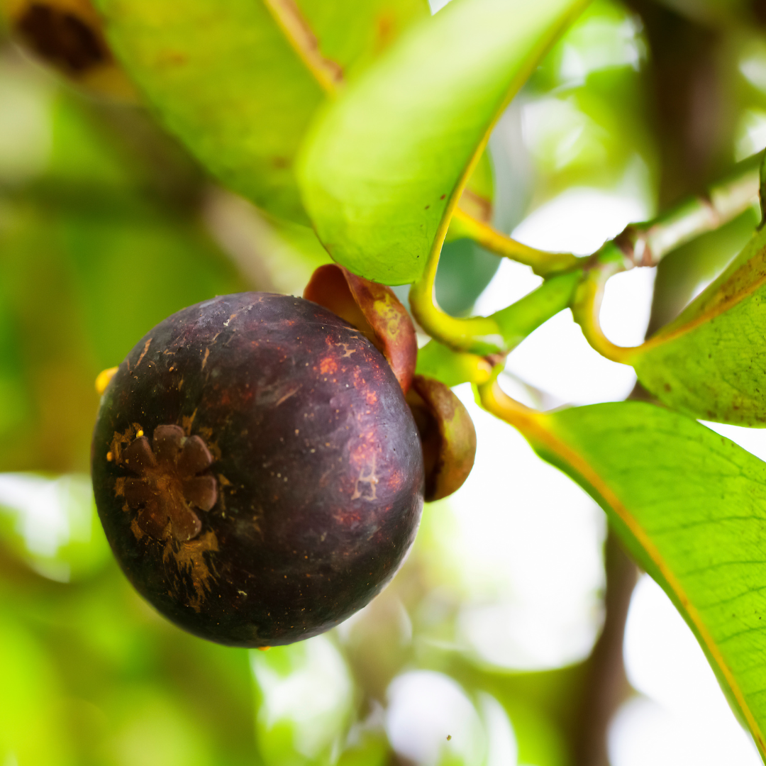 Mangosteen - Purple - Hybrid Fruit Plant