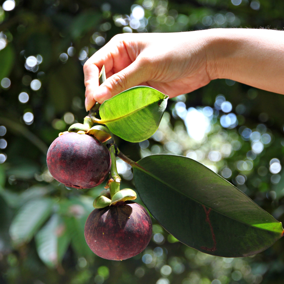 Mangosteen - Purple - Hybrid Fruit Plant