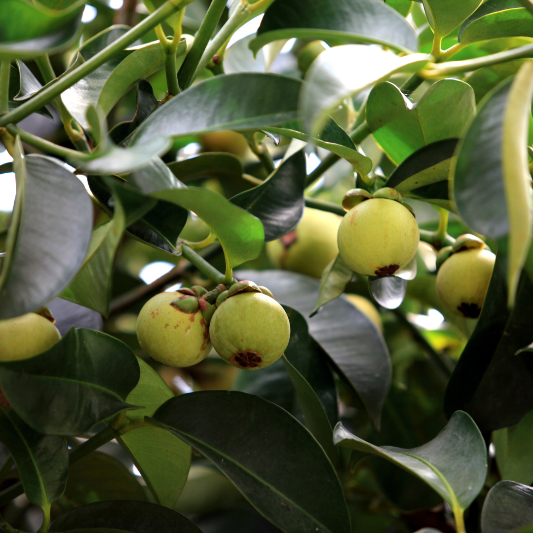 Mangosteen - Purple - Hybrid Fruit Plant