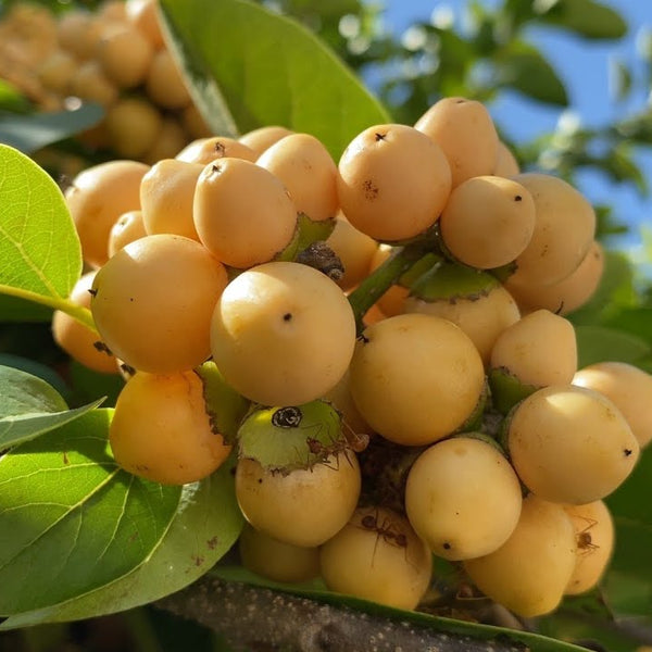 Nance Fruit Yellow (Byrsonima Crassifolia) Fruit Plant