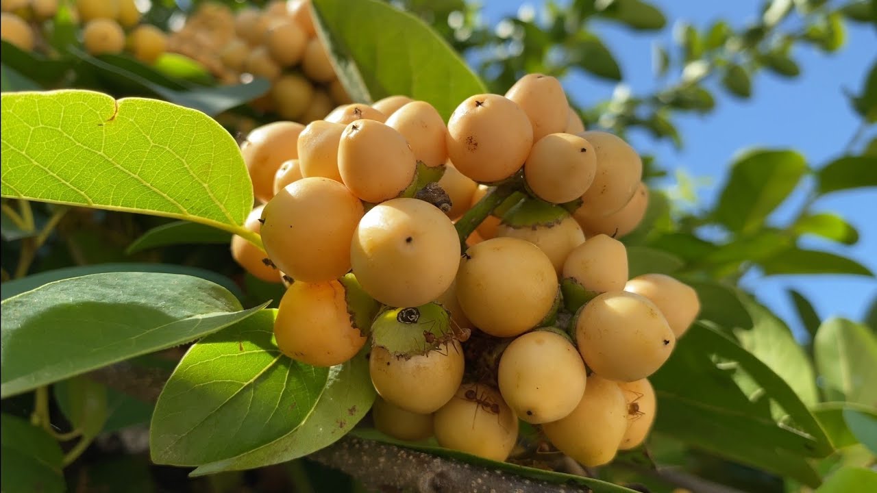 Nance Fruit Yellow (Byrsonima Crassifolia) Fruit Plant