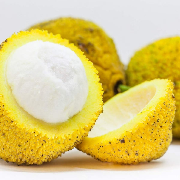 Madrono Fruit (Garcinia Madruno) Fruit Plant
