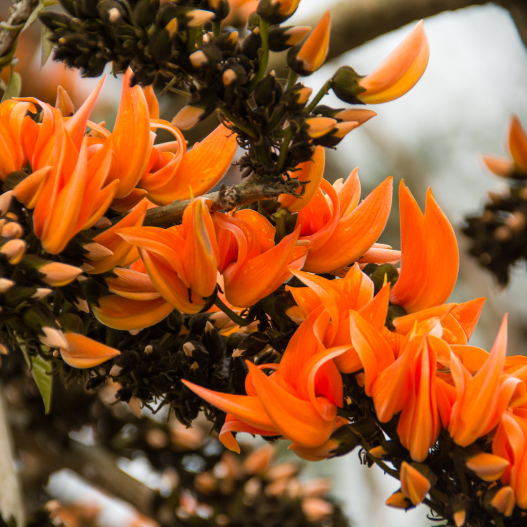 Palash - Red - 10 Tree Seeds