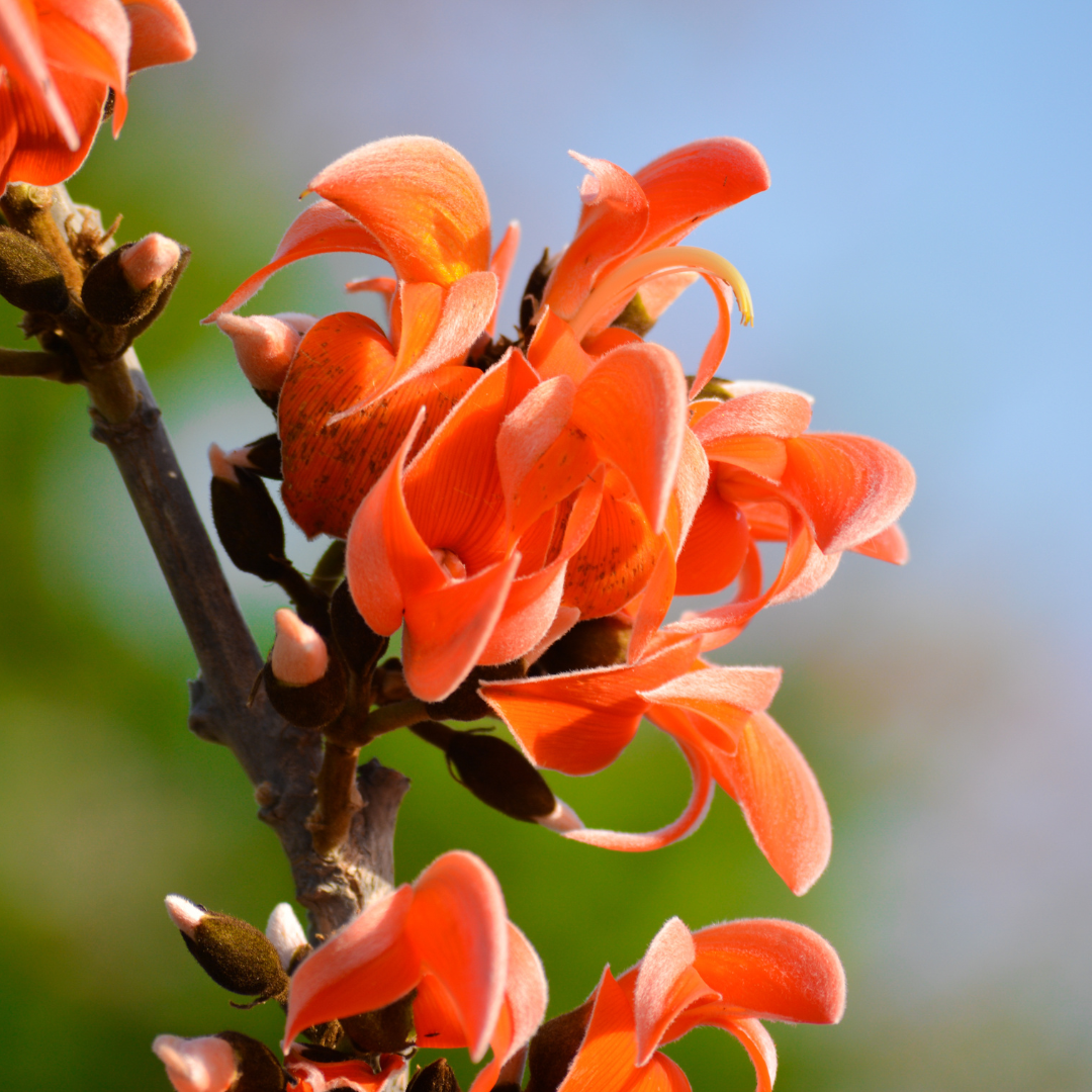 Palash - Red - 10 Tree Seeds