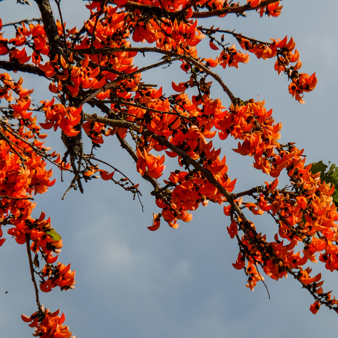 Palash - Red - 10 Tree Seeds