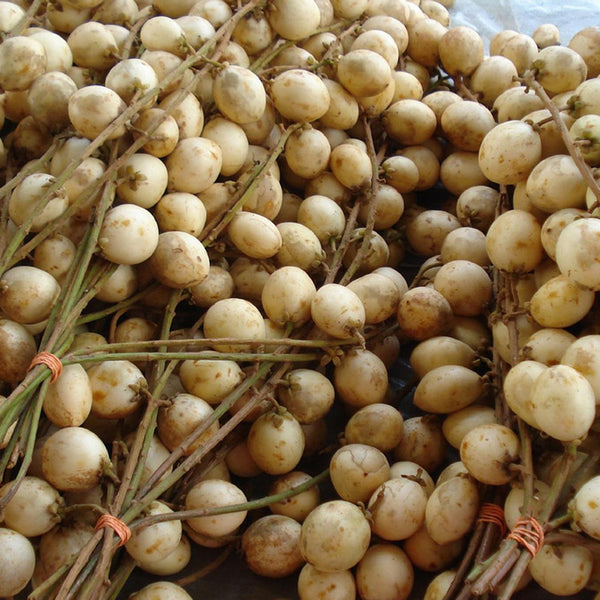 White Rambai (Baccaurea Motleyana) Fruit Plant