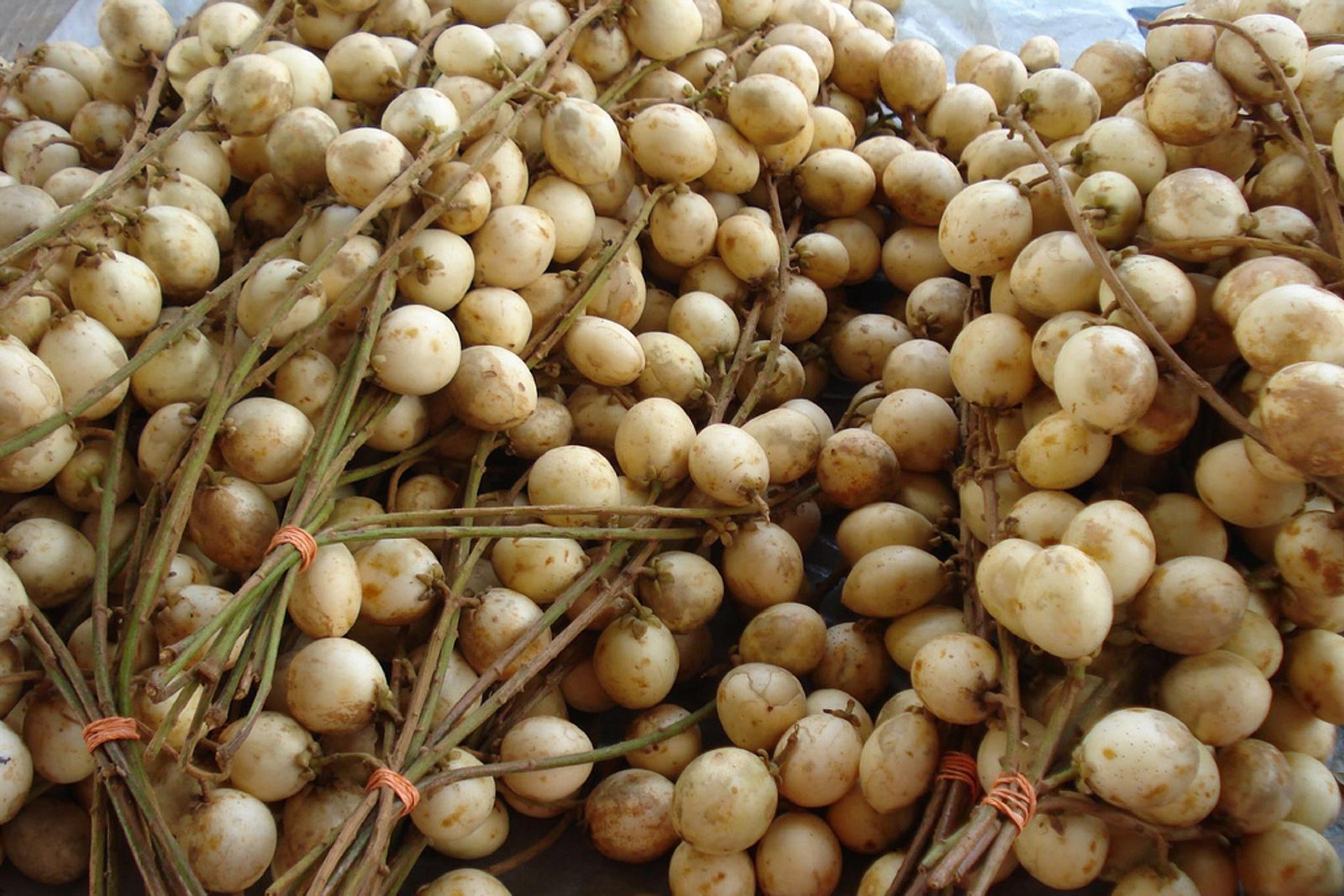 White Rambai (Baccaurea Motleyana) Fruit Plant