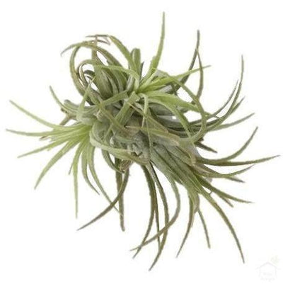 Tillandsia Sky Air Plant