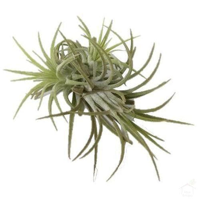 Tillandsia Sky Air Plant