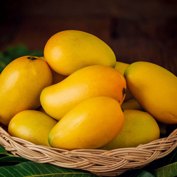 Mango - Jardalu Mango - Fruit Plant