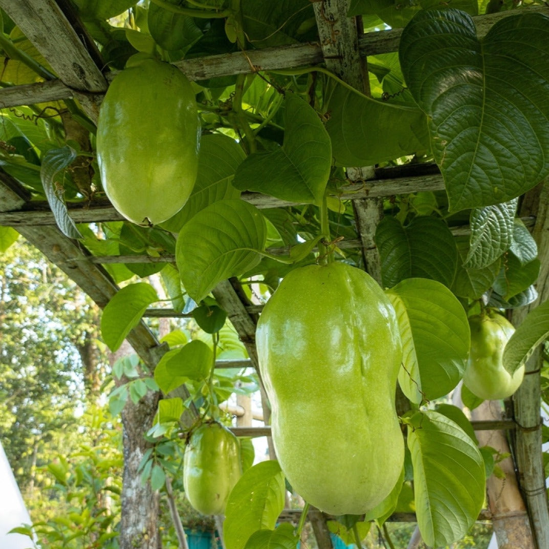 Giant Granadilla ( Aakashavellari ) - Passiflora quadrangularis Fruit Plant