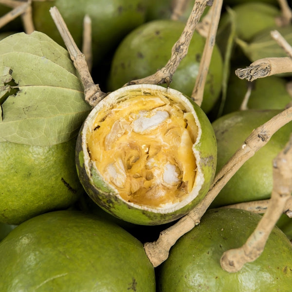 Rovak Fruit (Strychnos nux-blanda) Fruit Plant