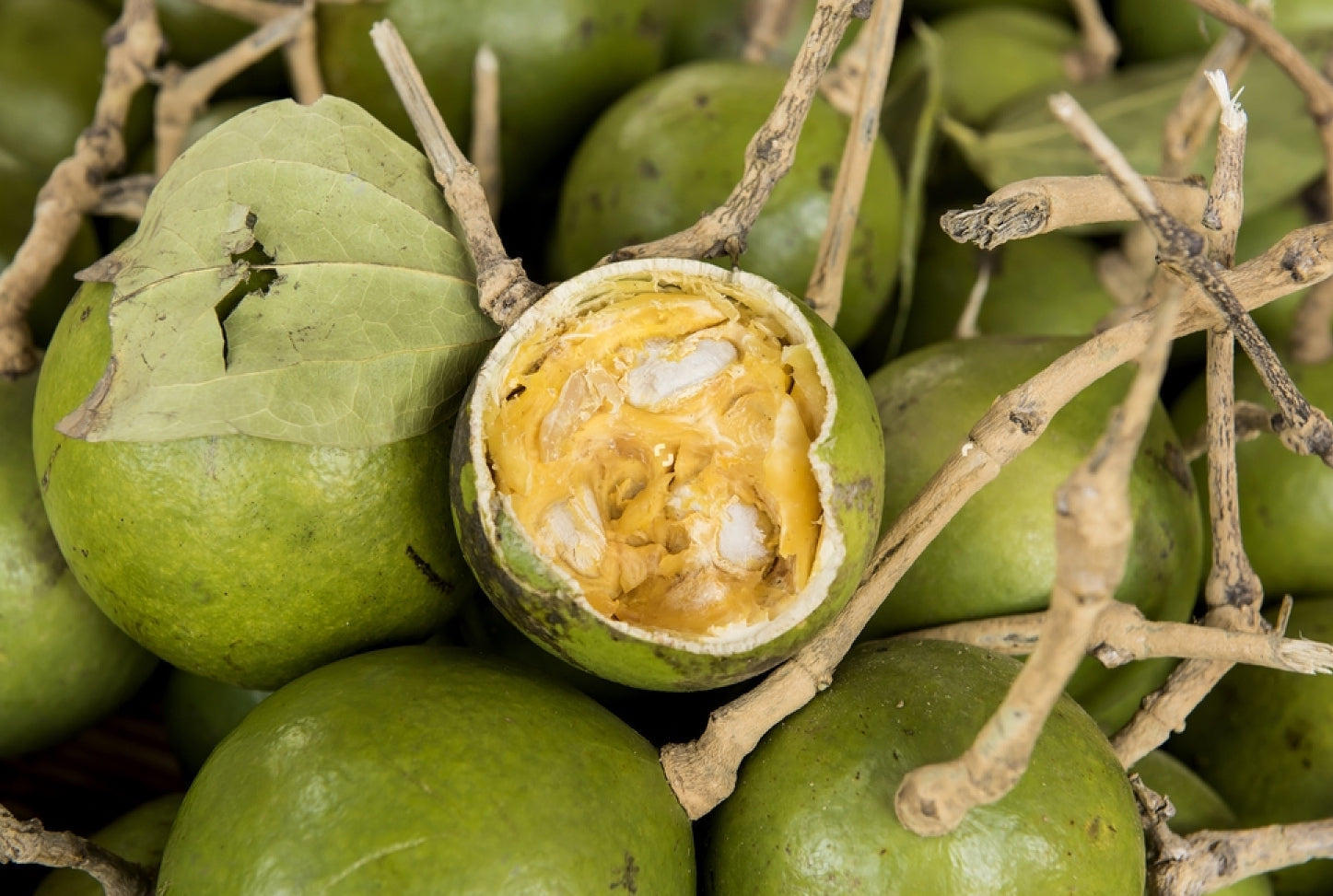 Rovak Fruit (Strychnos nux-blanda) Fruit Plant