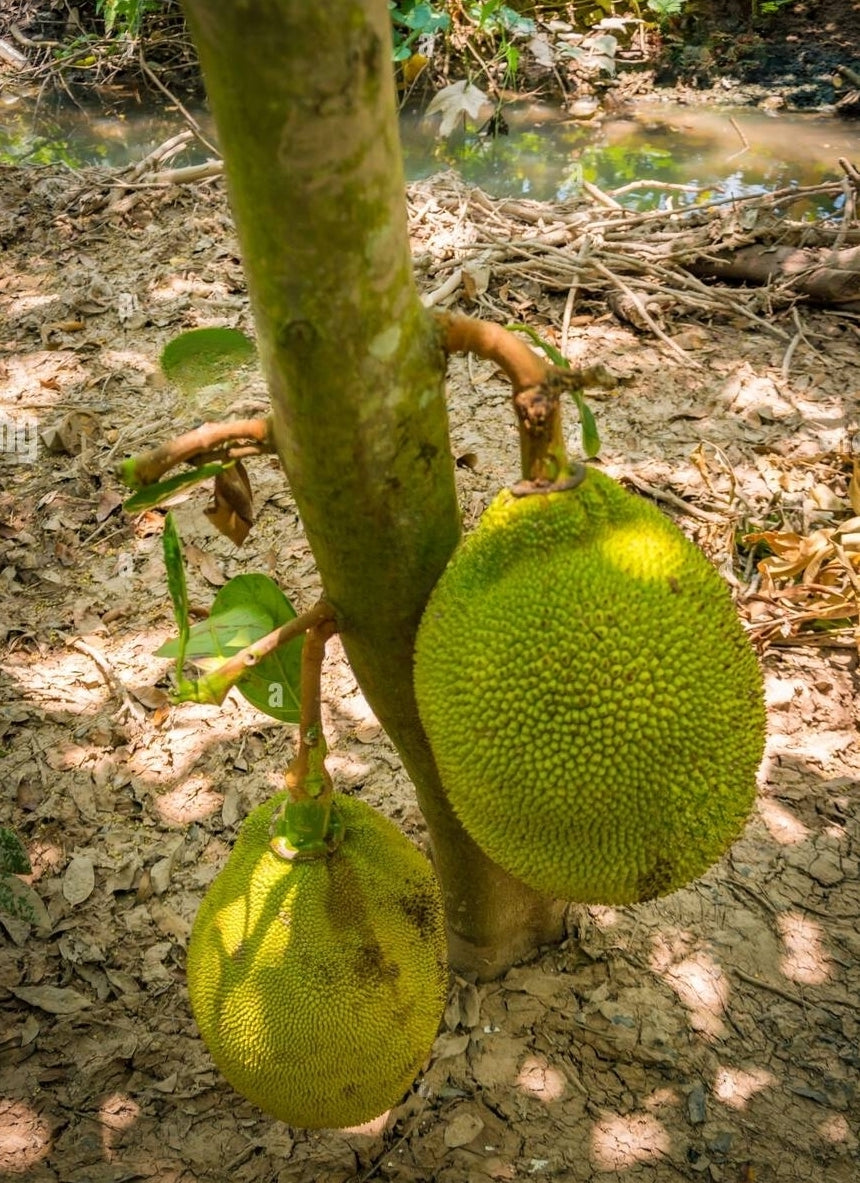 Vietnam Super Early Jackfruit Plant