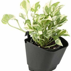 Vertical Garden Hanging Pot (4