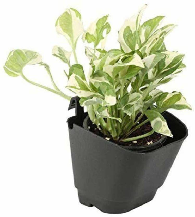 Vertical Garden Hanging Pot (4" Diameter x 3" Height) (Pack of 12)