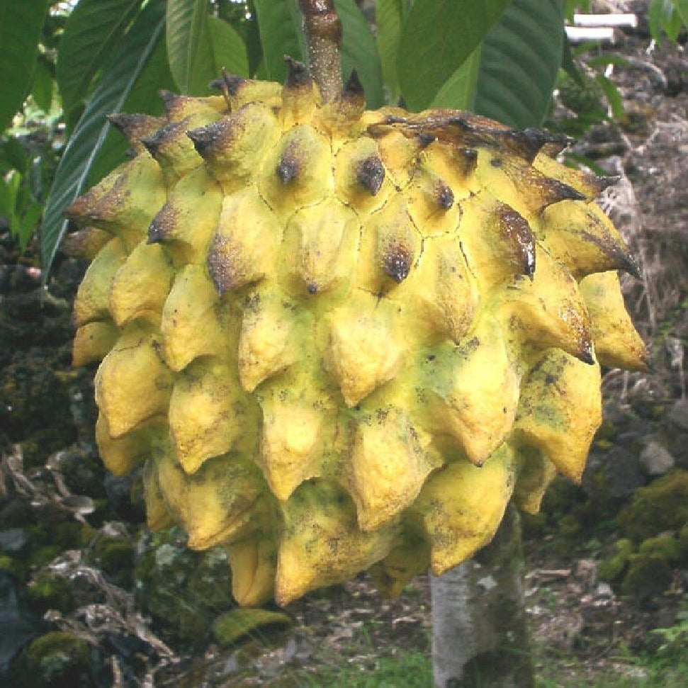 Rollinia - Rollinia deliciosa Fruit Plant