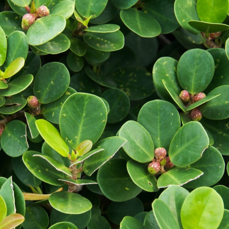 Ithi Plant ( Ficus microcarpa ) Medicinal Plant