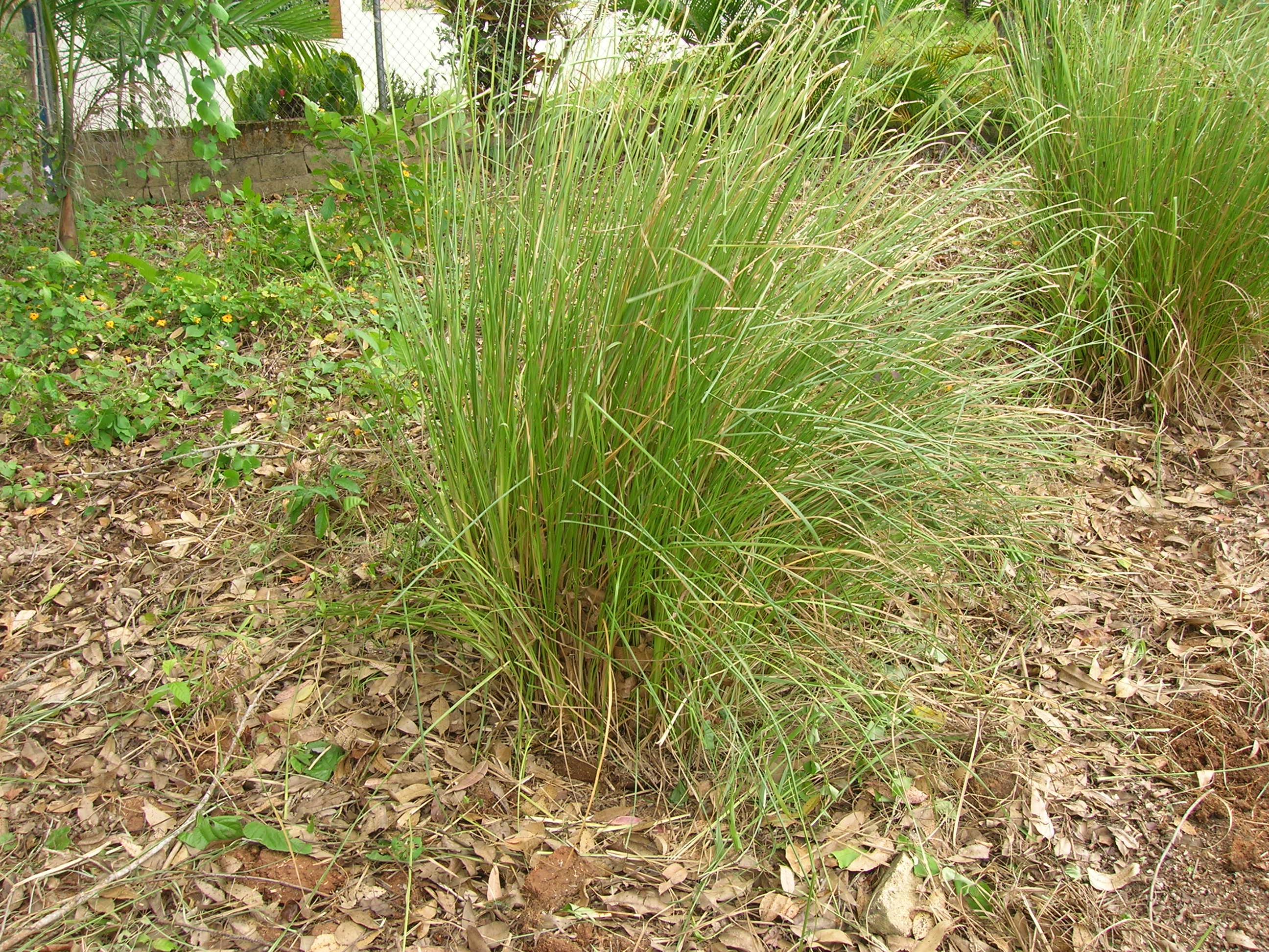 Ramacham ( Chrysopogon zizanioides ) Medicinal Plant