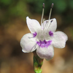 Karinkurinji ( Niligirianthus ciliatus ) Medicinal Plant