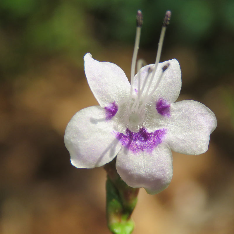 Karinkurinji ( Niligirianthus ciliatus ) Medicinal Plant