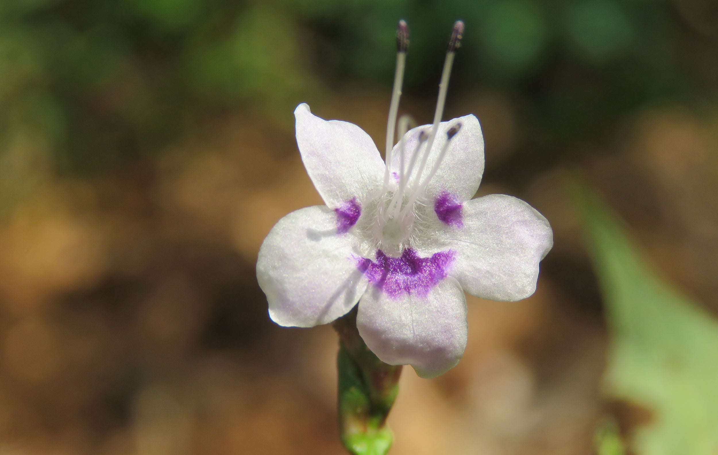 Karinkurinji ( Niligirianthus ciliatus ) Medicinal Plant