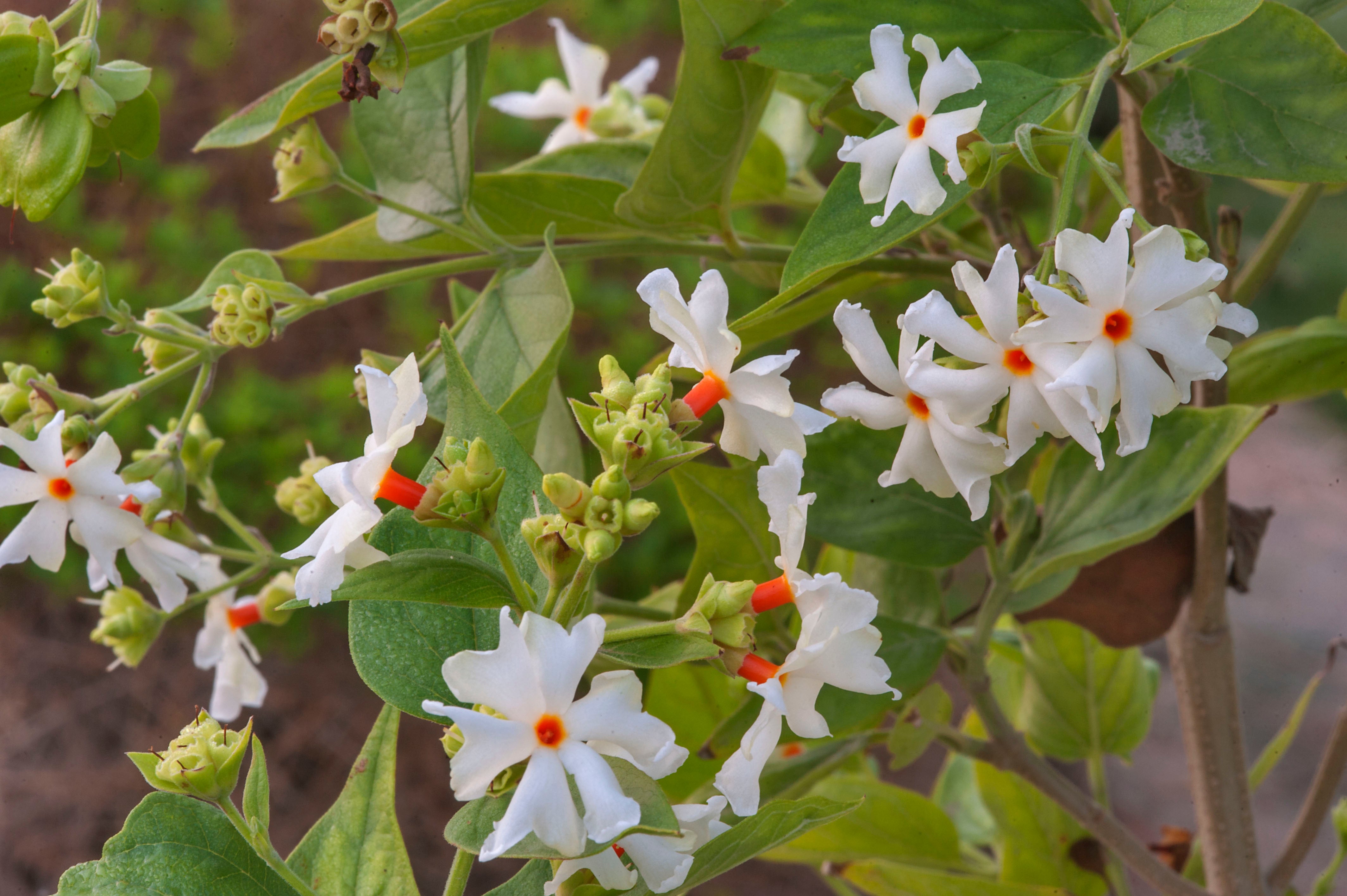 Coral Jasmine Flower Plant