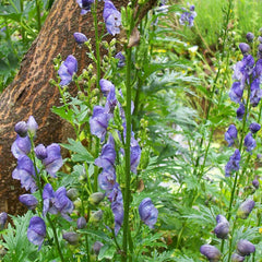 Athividayam / Indian aconite ( Aconitum heterophyllum ) Medicinal Plant