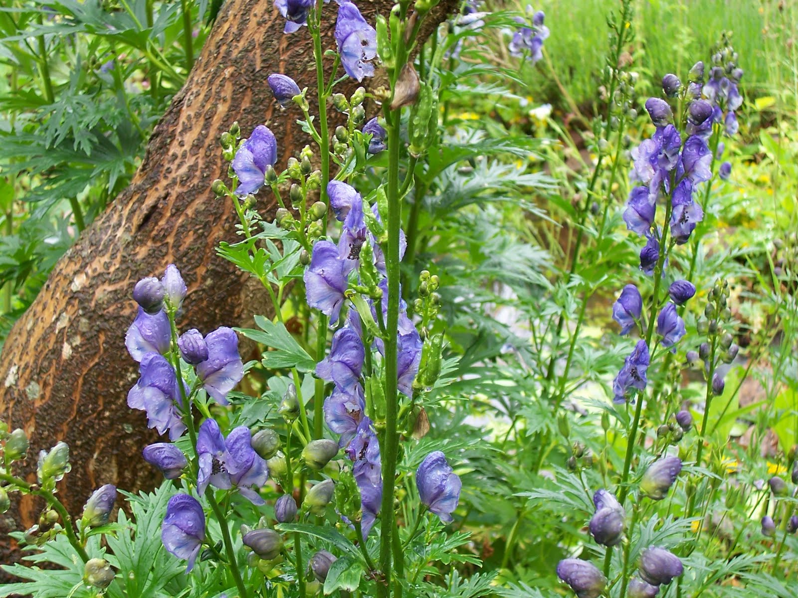 Athividayam / Indian aconite ( Aconitum heterophyllum ) Medicinal Plant