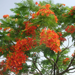 Gulmohar - Delonix regia Tree Plant