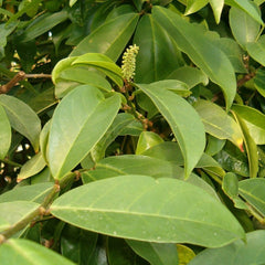 Ariyaporiyan ( Antidesma bunius ) Medicinal Plant