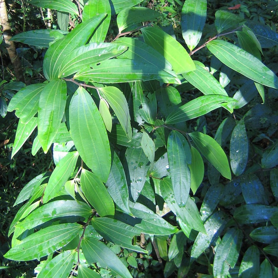 Alpam ( Thottea siliquosa ) Medicinal Plant