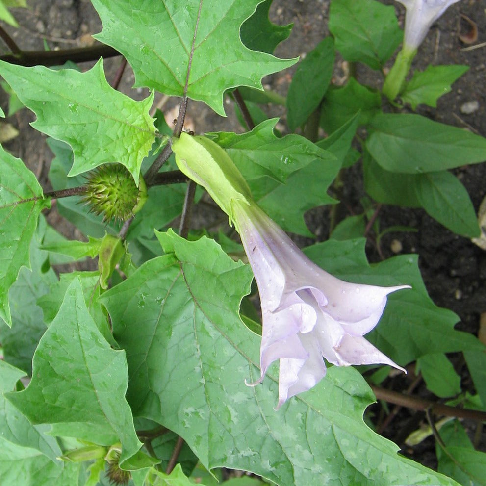 Ummam ( Datura stramonium ) Medicinal Plant