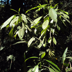 Elephant Nettle / Ankara ( Dendrocnide sinuata ) Medicinal Plant