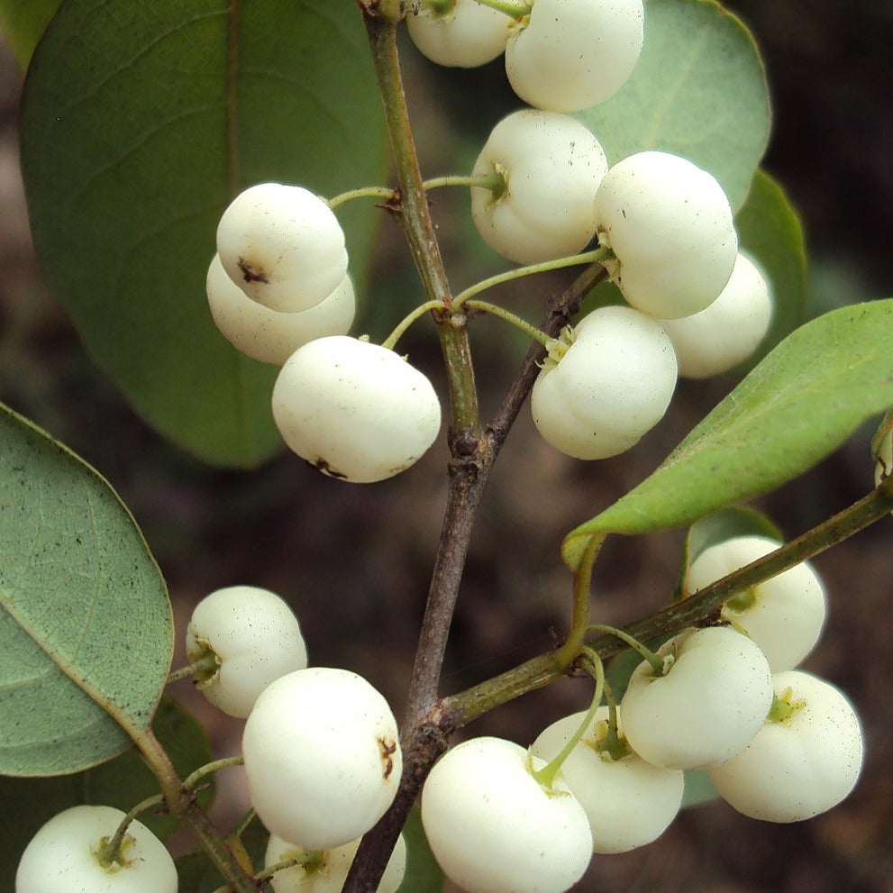 Ambooripachila ( Flueggea leucopyrus ) Medicinal Plant