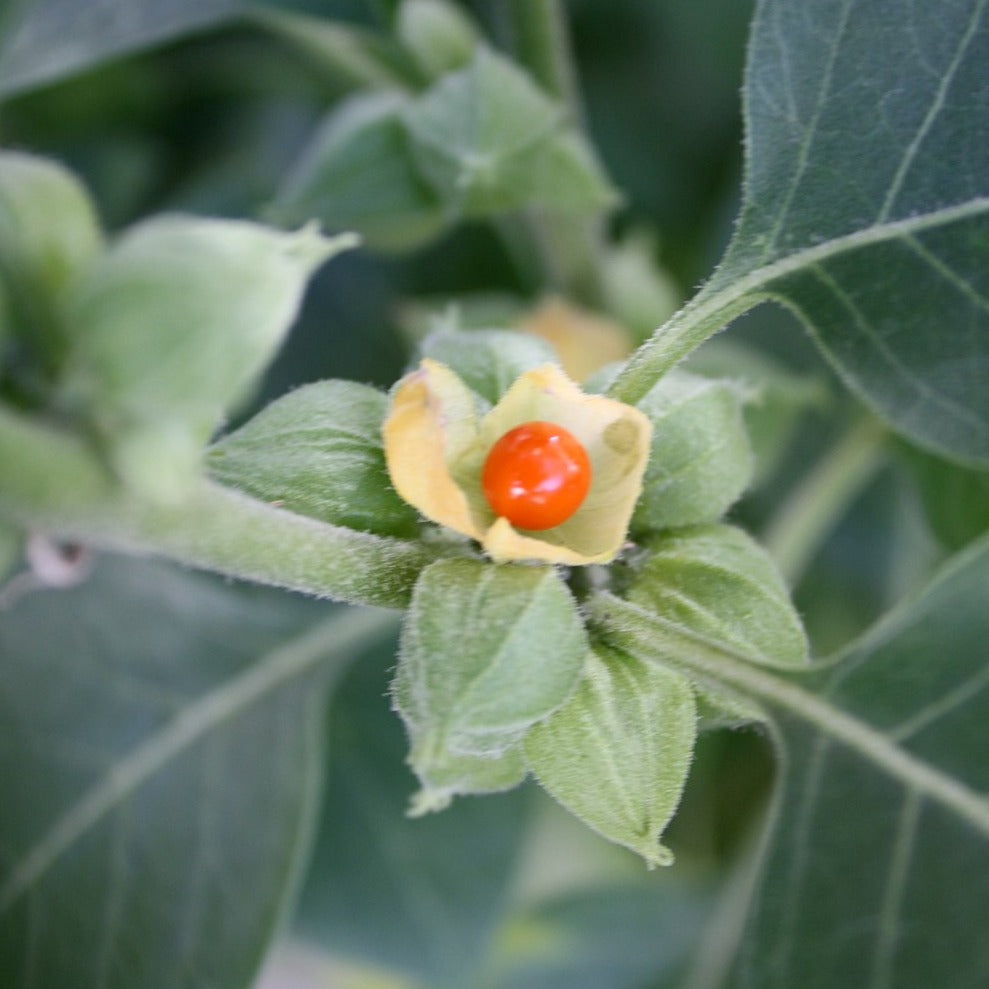 Amukkuram ( Withania Somnifera ) Medicinal Plant