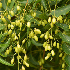 Neem ( Azadirachta indica ) Medicinal Plant