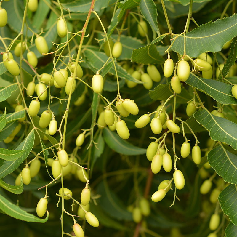 Neem ( Azadirachta indica ) Medicinal Plant