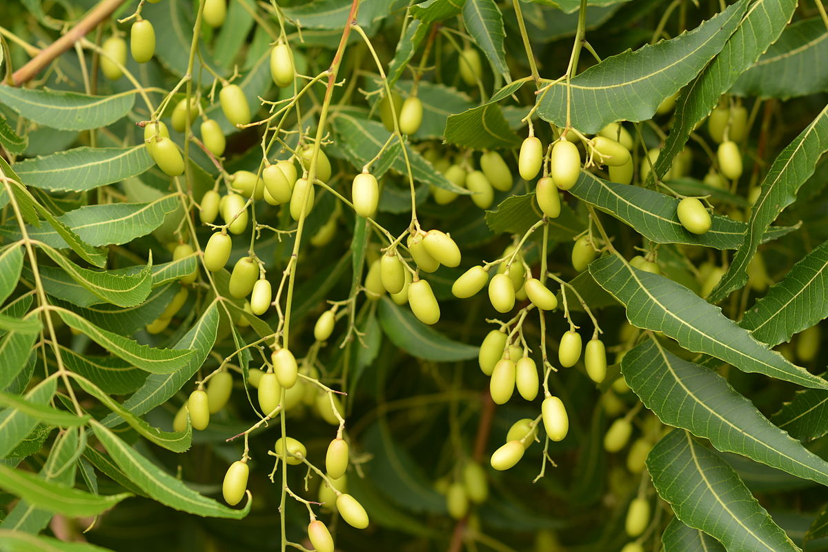 Neem ( Azadirachta indica ) Medicinal Plant