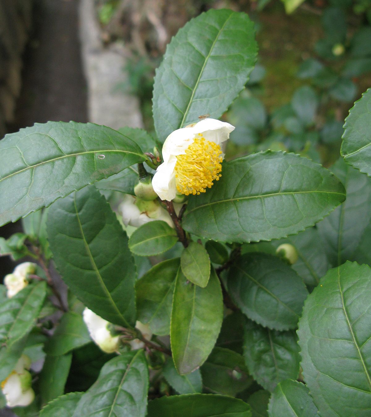 Tea Plant