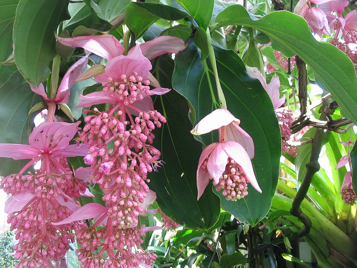 Pink Medinilla - Medinilla magnifica Flower Plant