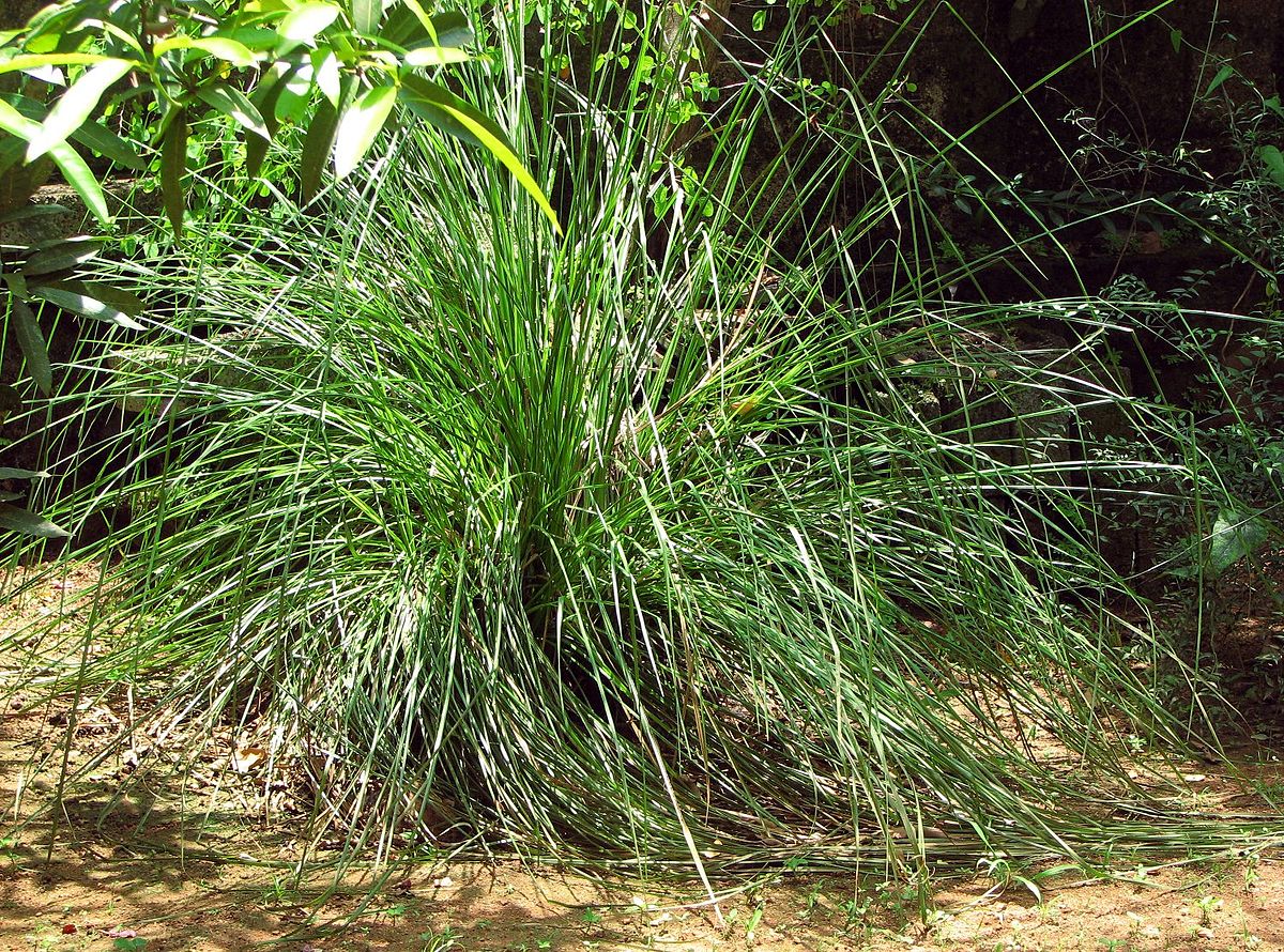 Ramacham ( Chrysopogon zizanioides ) Medicinal Plant