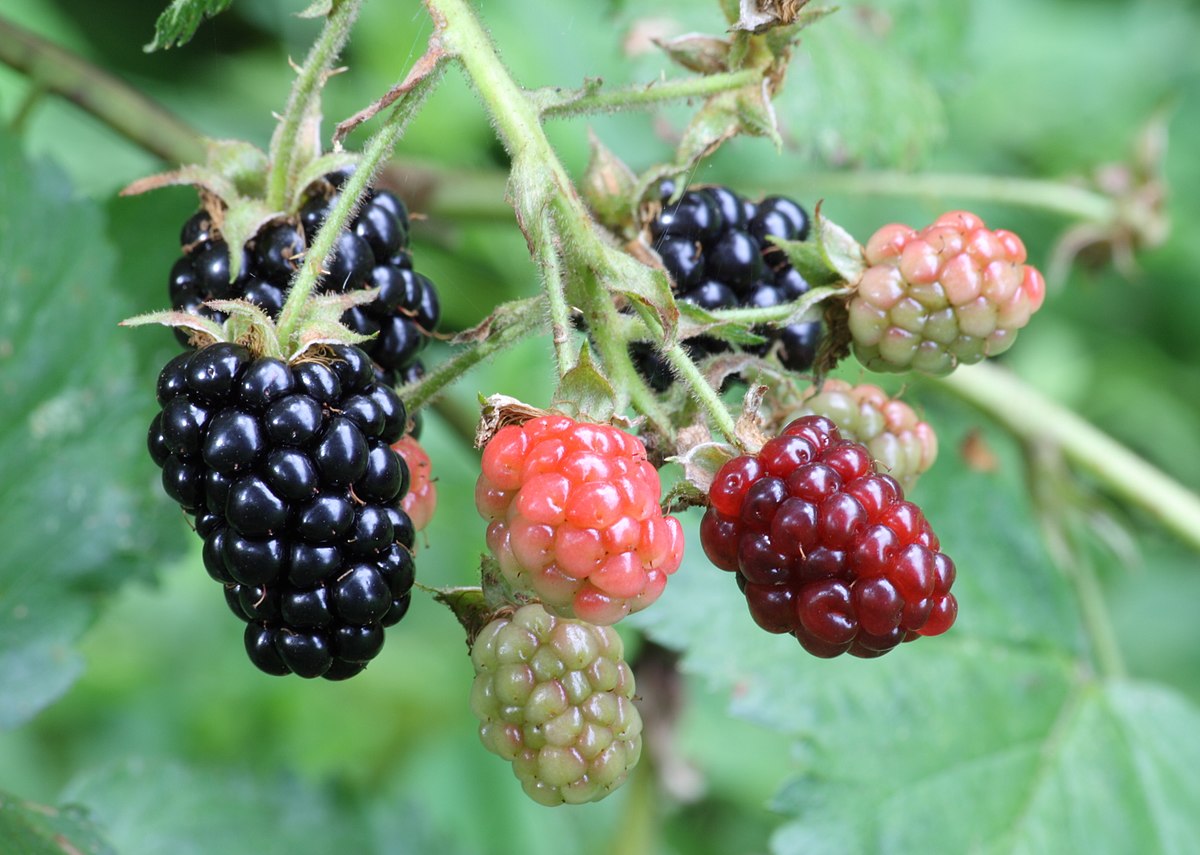 Blackberry - Rubus fruticosus Fruit Plant