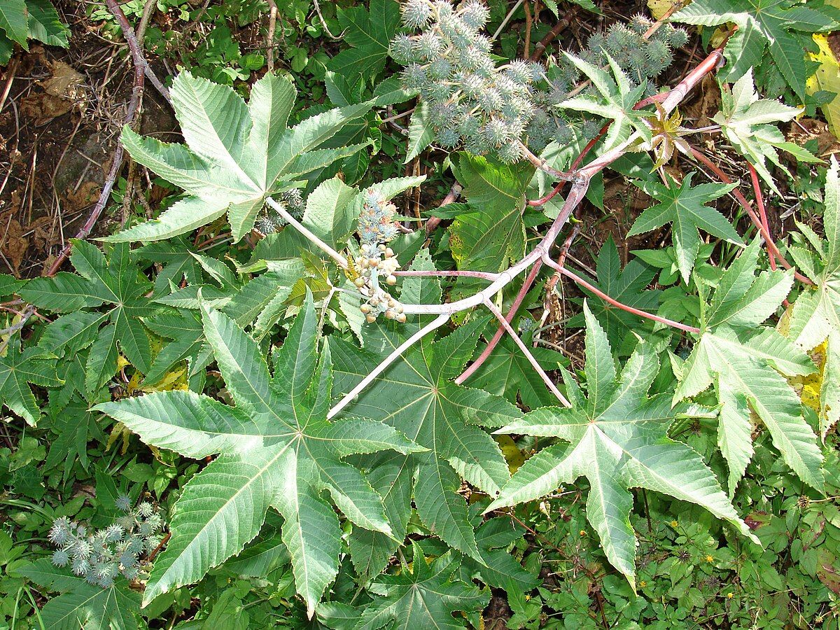 Aavanakku ( Ricinus communis ) Medicinal Plant