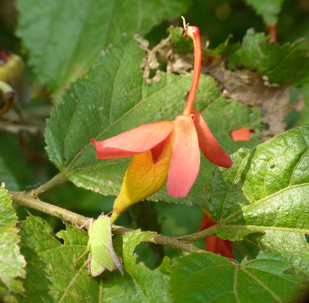 Idampiri Valampiri ( Helectres isora ) Medicinal Plant