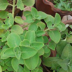 Panikoorka ( Coleus amboinicus ) Medicinal Plant