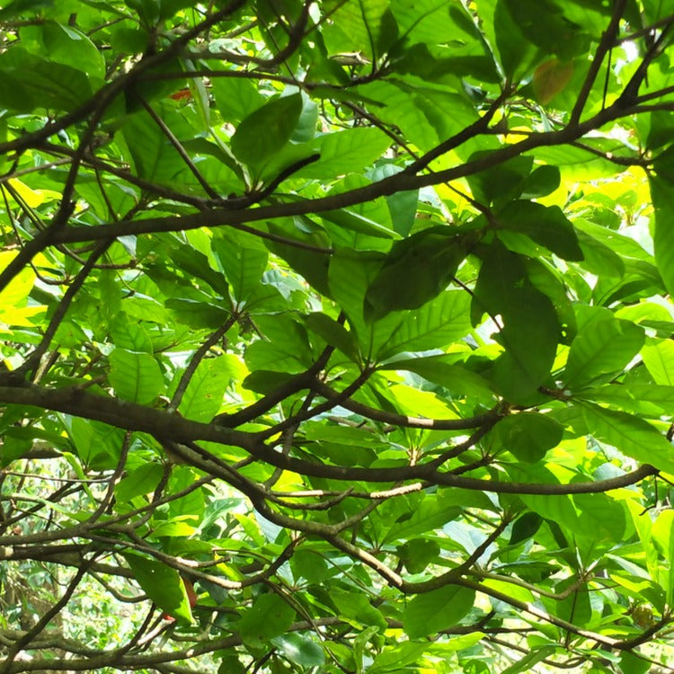 Bhadraksham ( Elaeocarpus tuberculatus ) Medicinal Plant